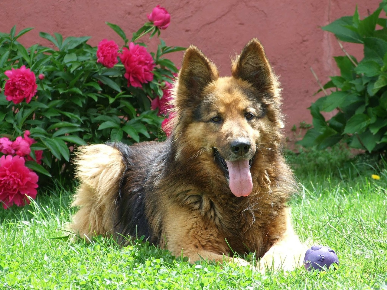 A german shepherd dog laying in the grass.