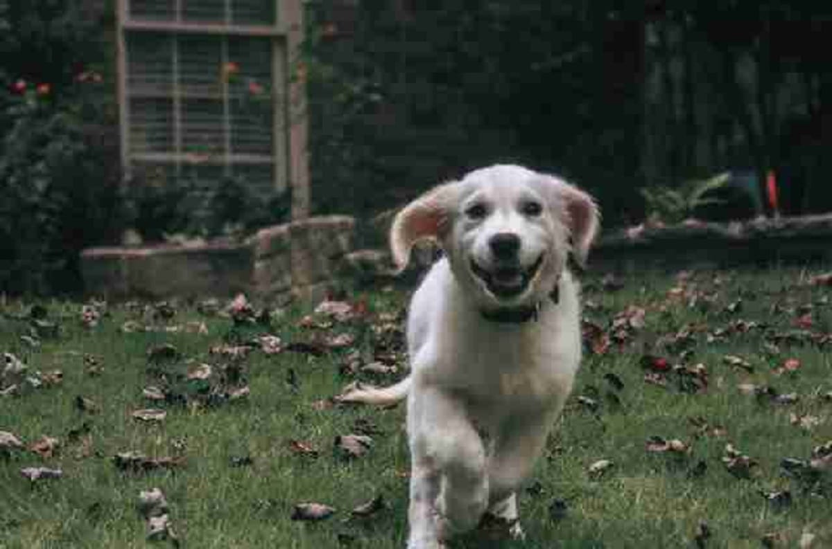 A white dog running in the grass.