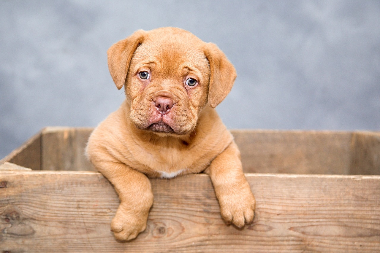 A brown puppy is sitting in a wooden box.