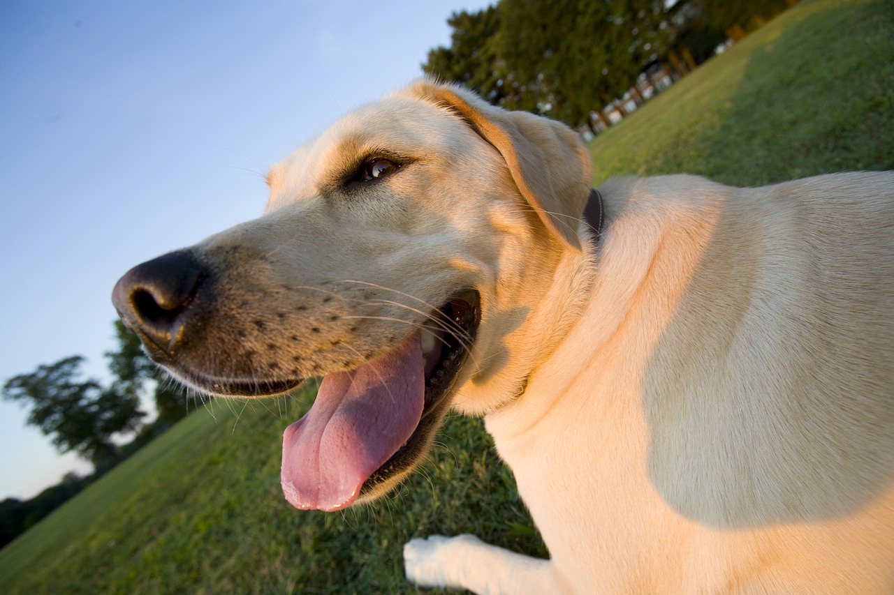 A white labrador retriever is laying in the grass.