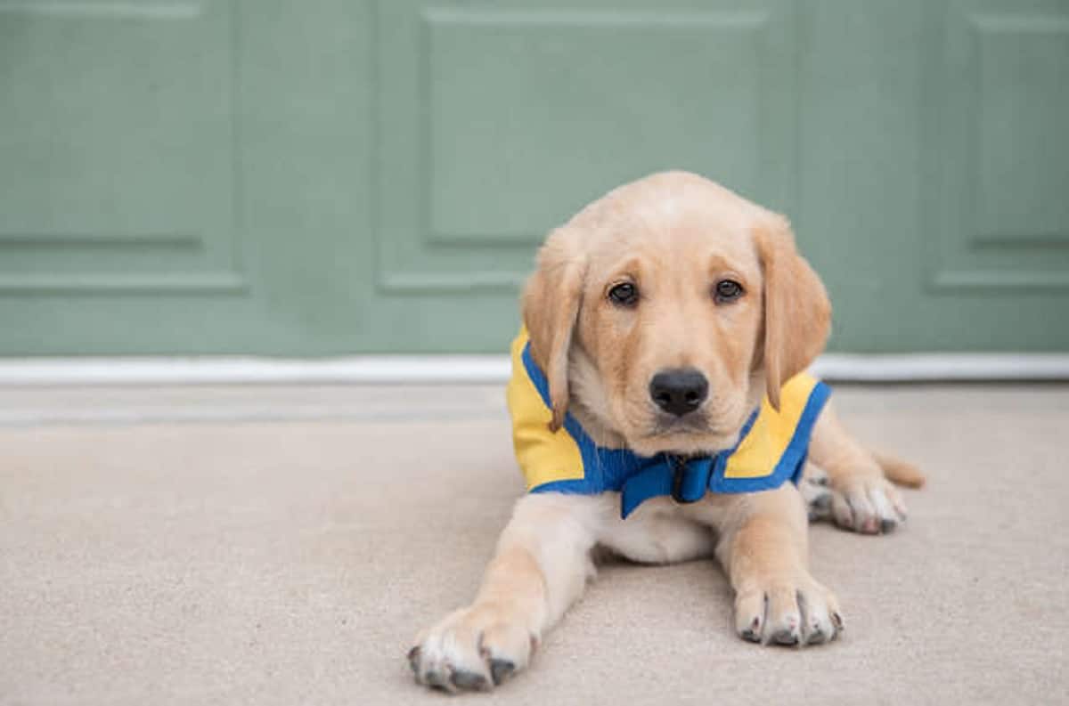 A yellow labrador retriever wearing a blue and yellow bow tie.