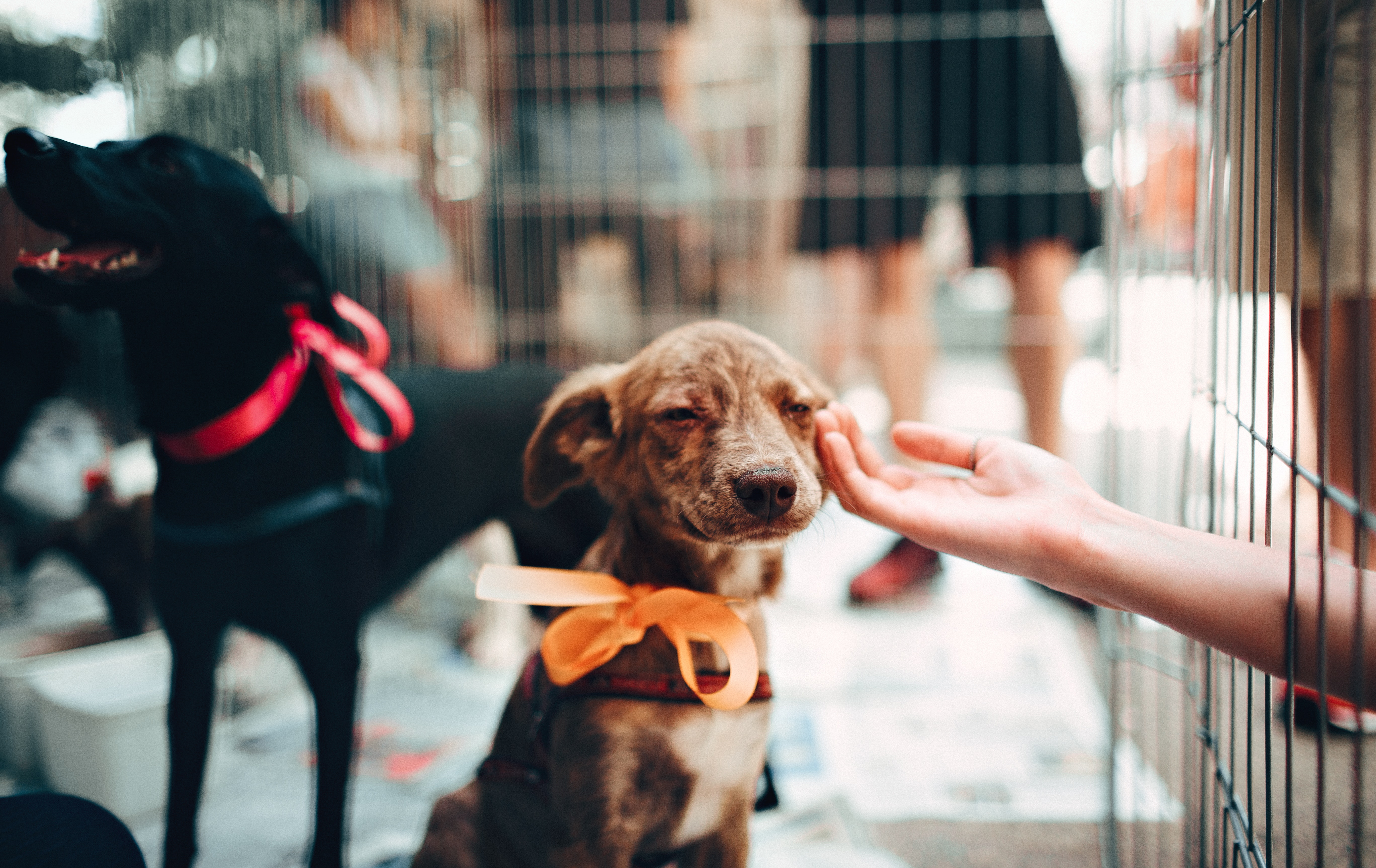 A person petting a dog in a cage.