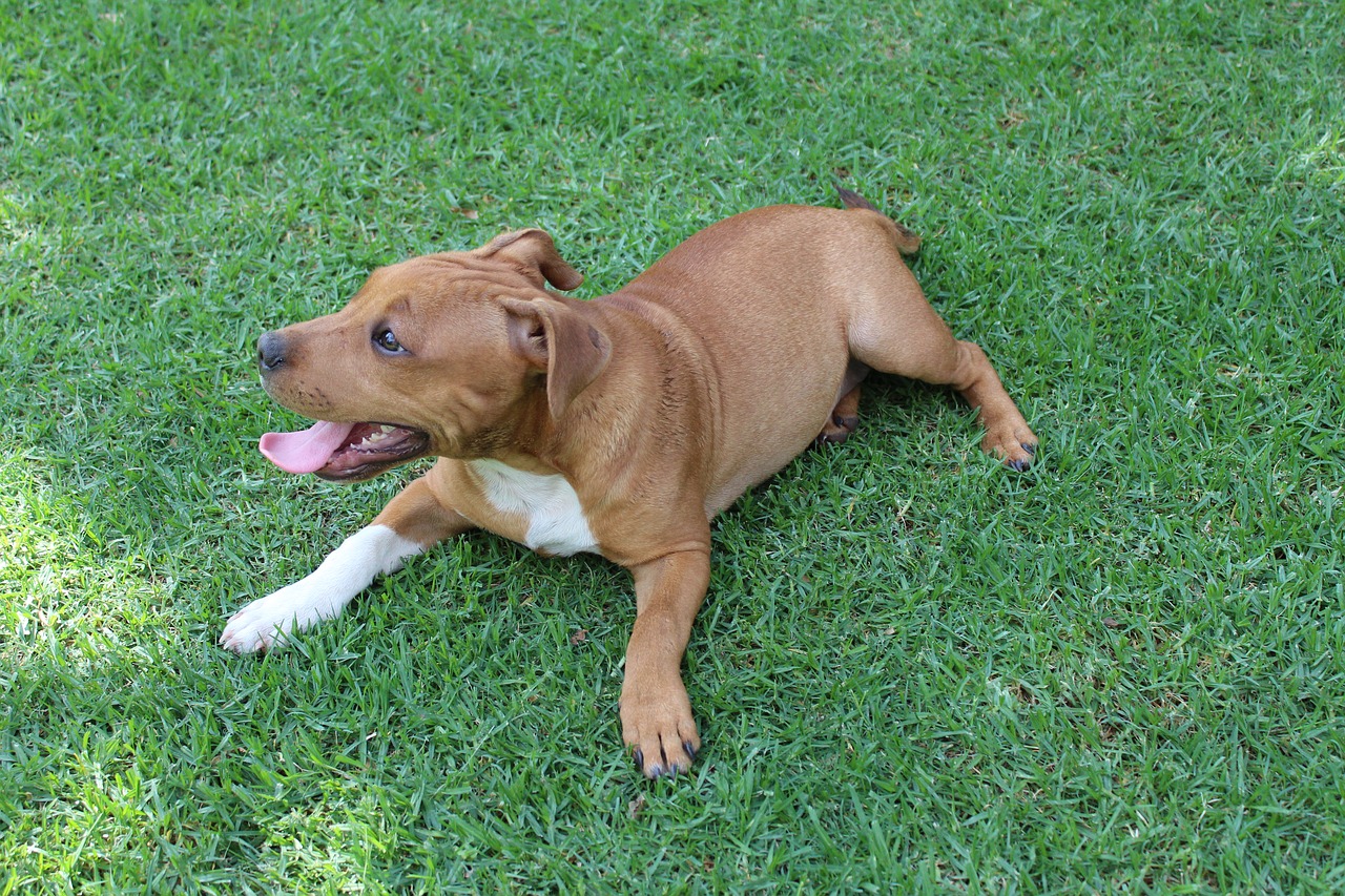 A brown and white dog laying in the grass.