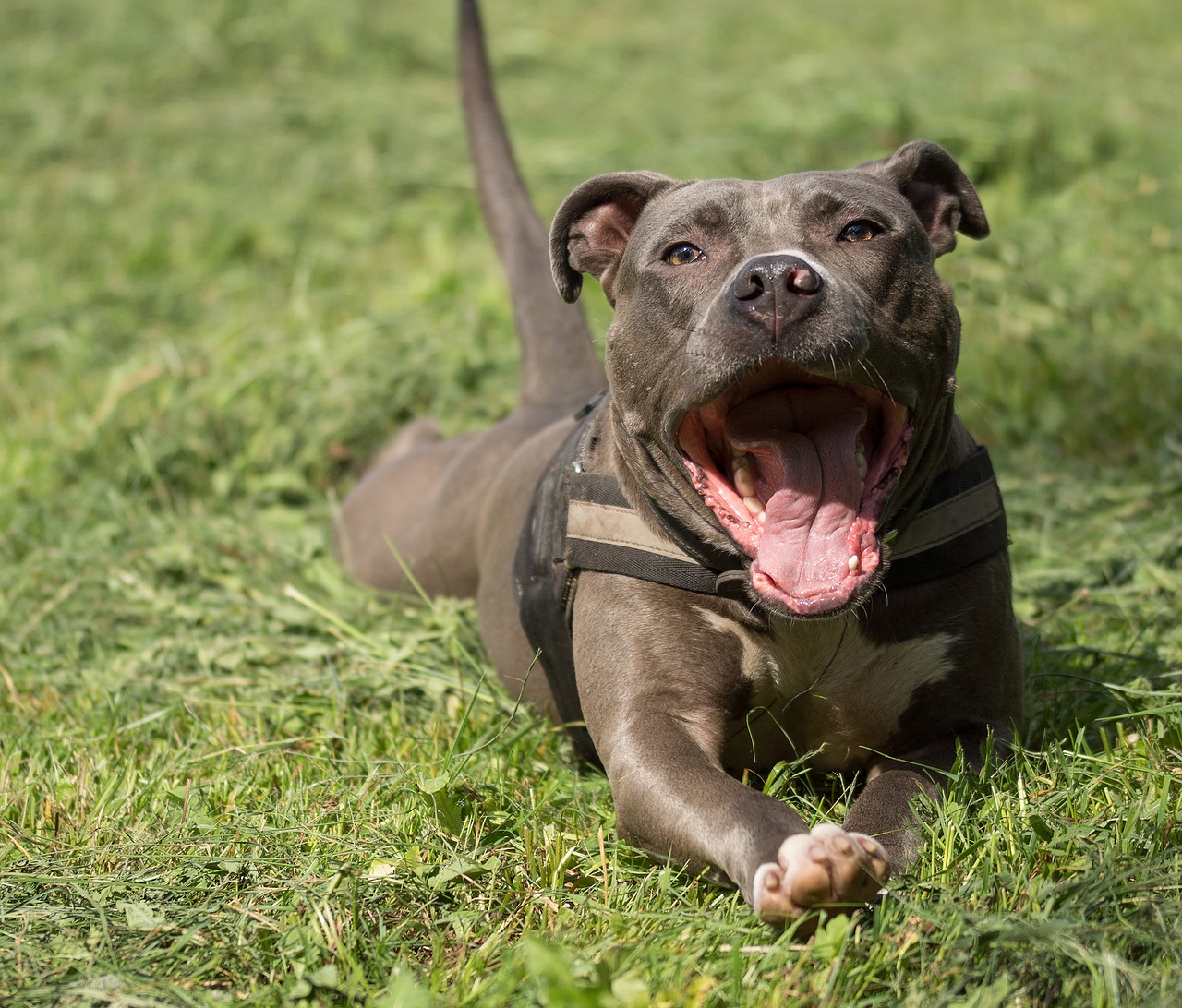 A dog laying in the grass with its mouth open.