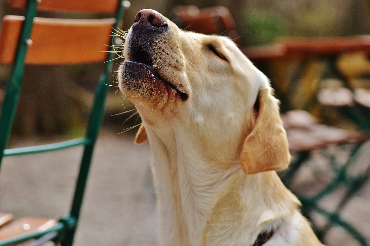 A dog is looking up at a chair.