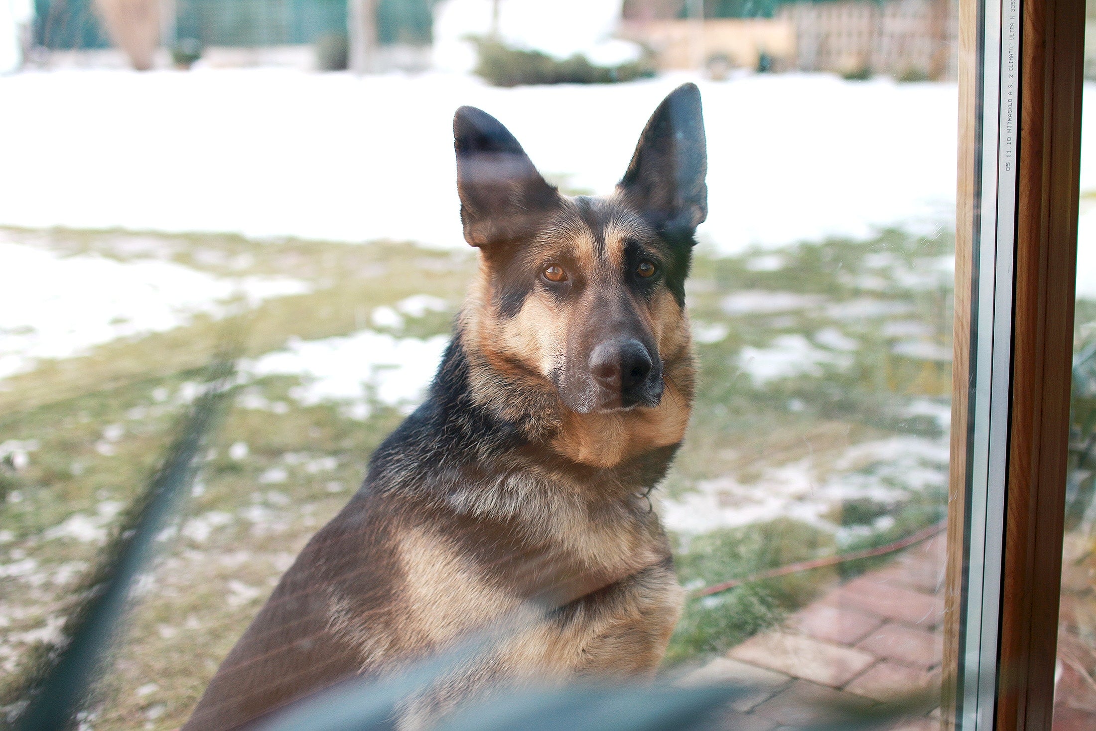 A german shepherd dog looking out of a window.