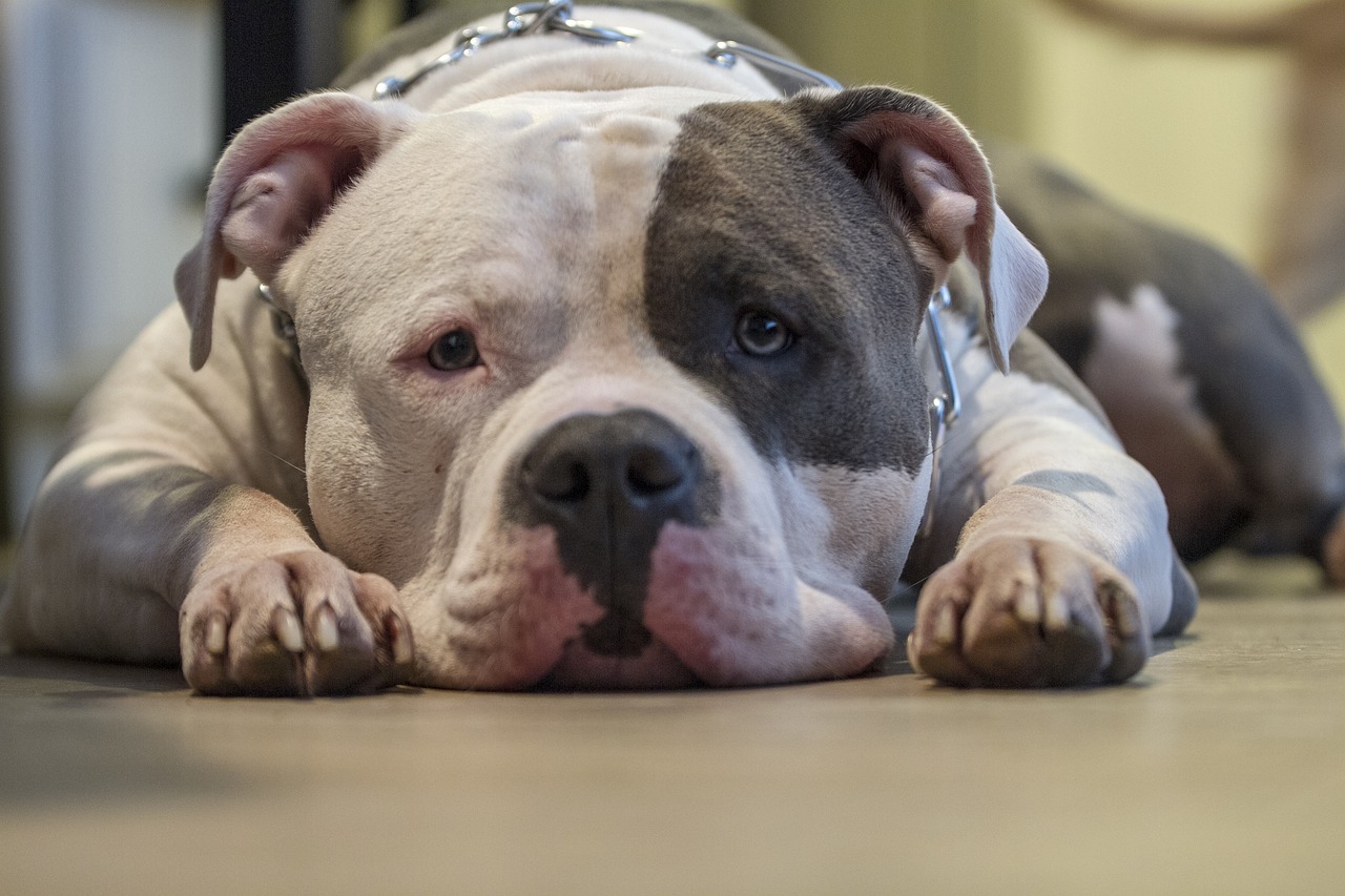 A white and black dog laying on the floor.