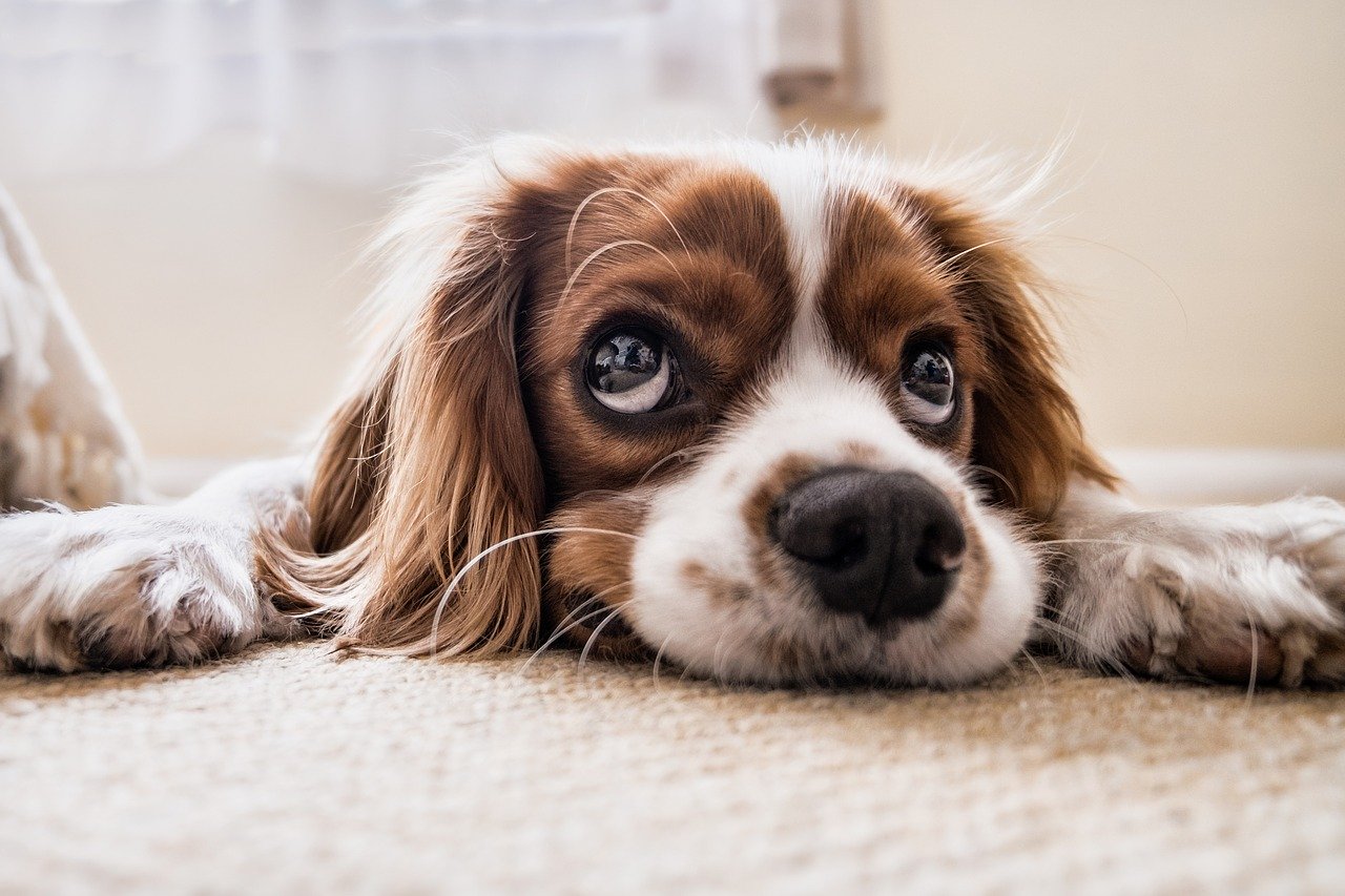 A brown and white dog laying on the carpet.