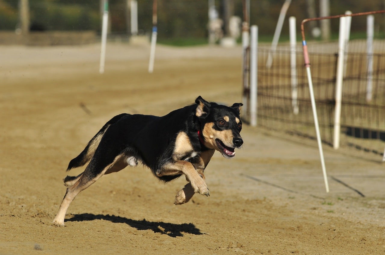 A black and tan dog running in a dirt field.