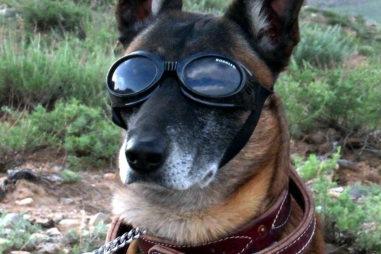 A dog wearing goggles.