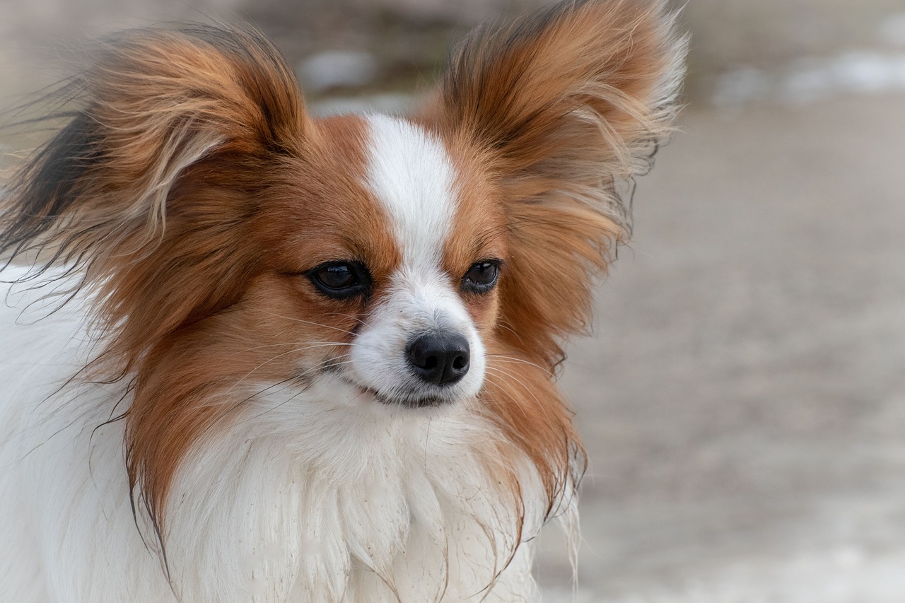 dog, dwarf spaniel, papillon