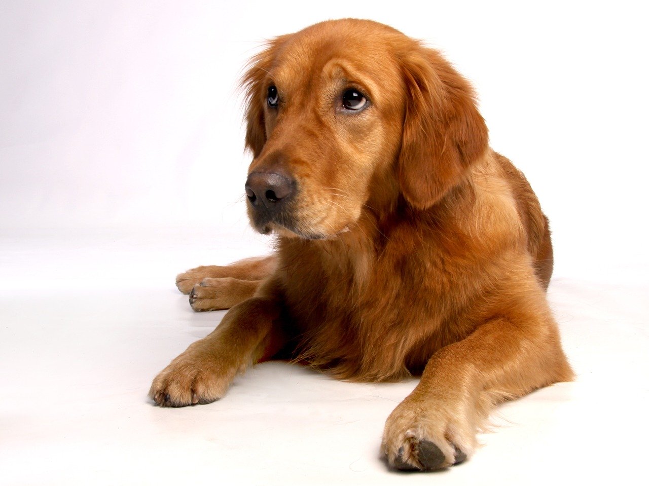 A golden retriever is laying down on a white background.