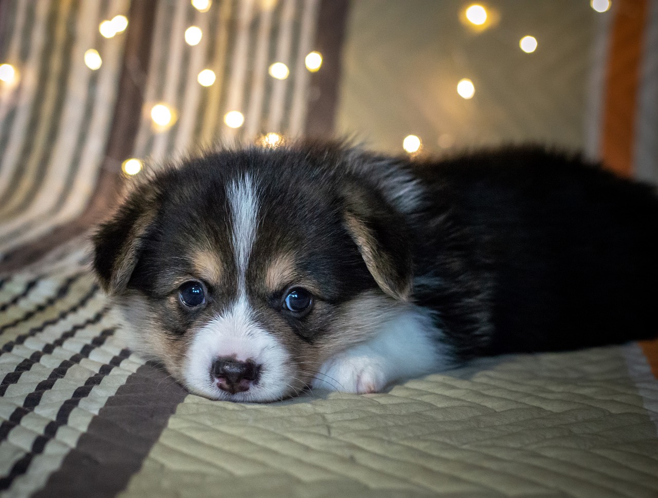 A black and white puppy laying on a blanket with lights.