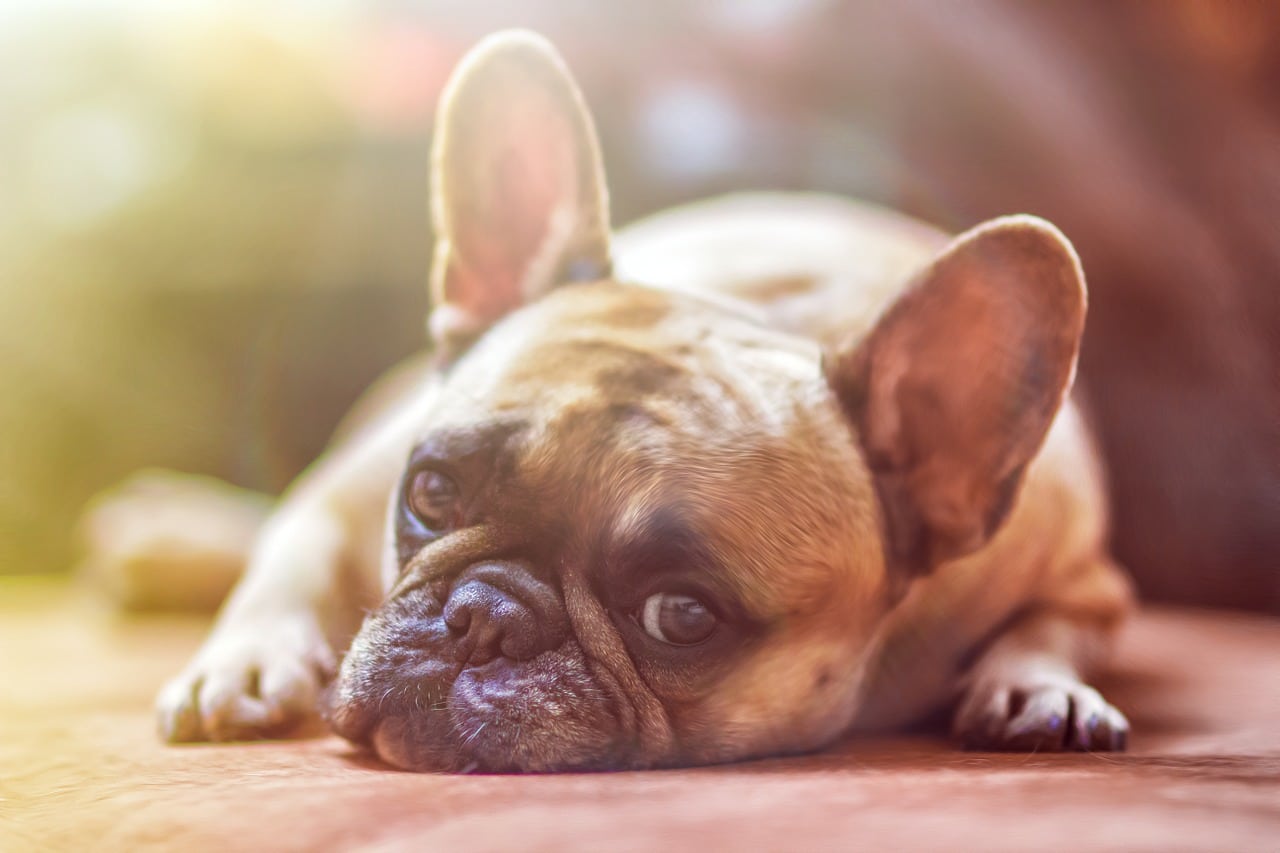 A french bulldog is laying down on a couch.