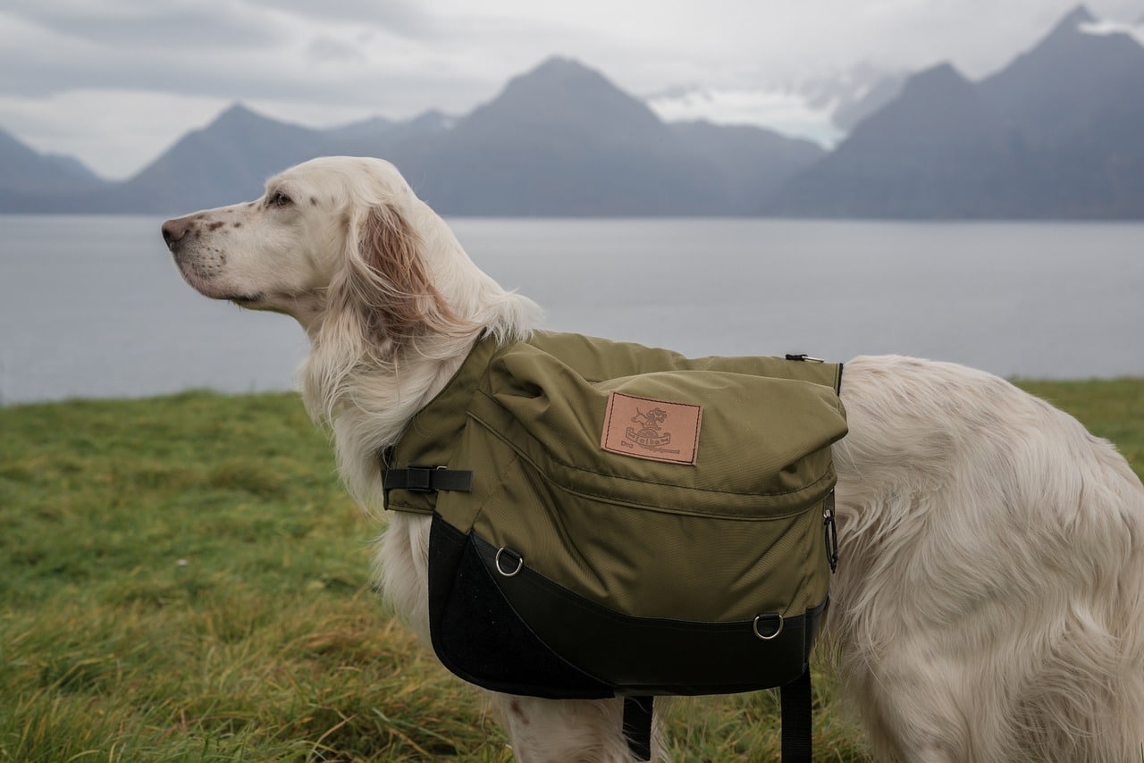 A dog wearing a green backpack in front of a lake.