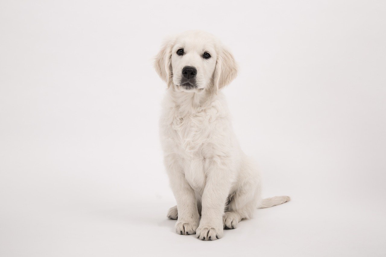 A golden retriever puppy sitting in front of a white background.