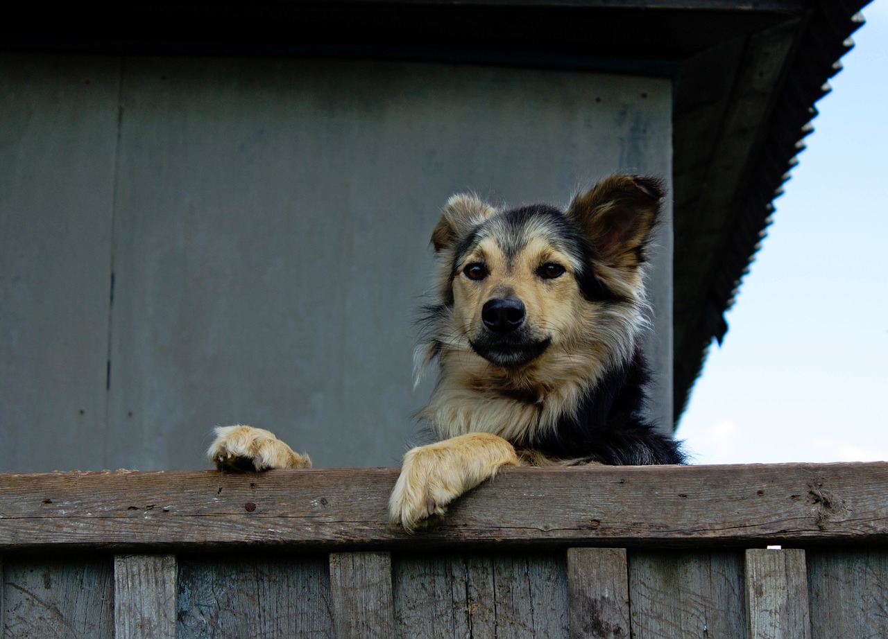 A dog is leaning over a fence.