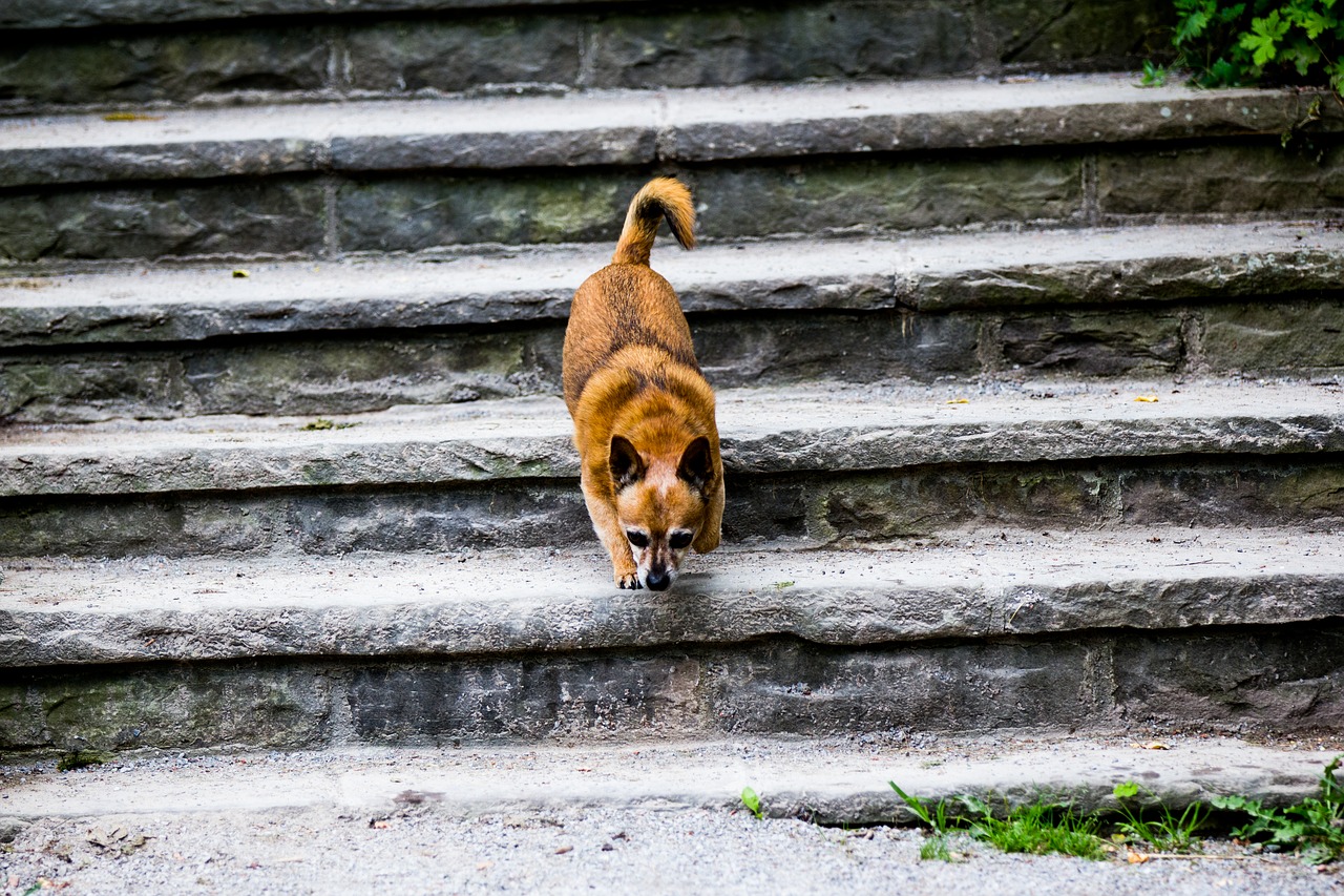 A dog is walking up a set of stairs.