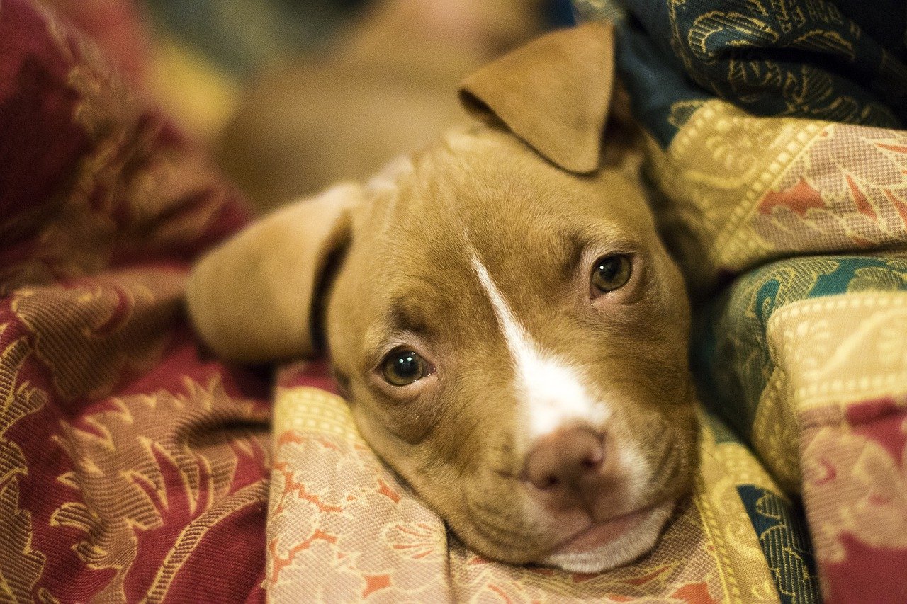 A brown and white dog laying on a bed.