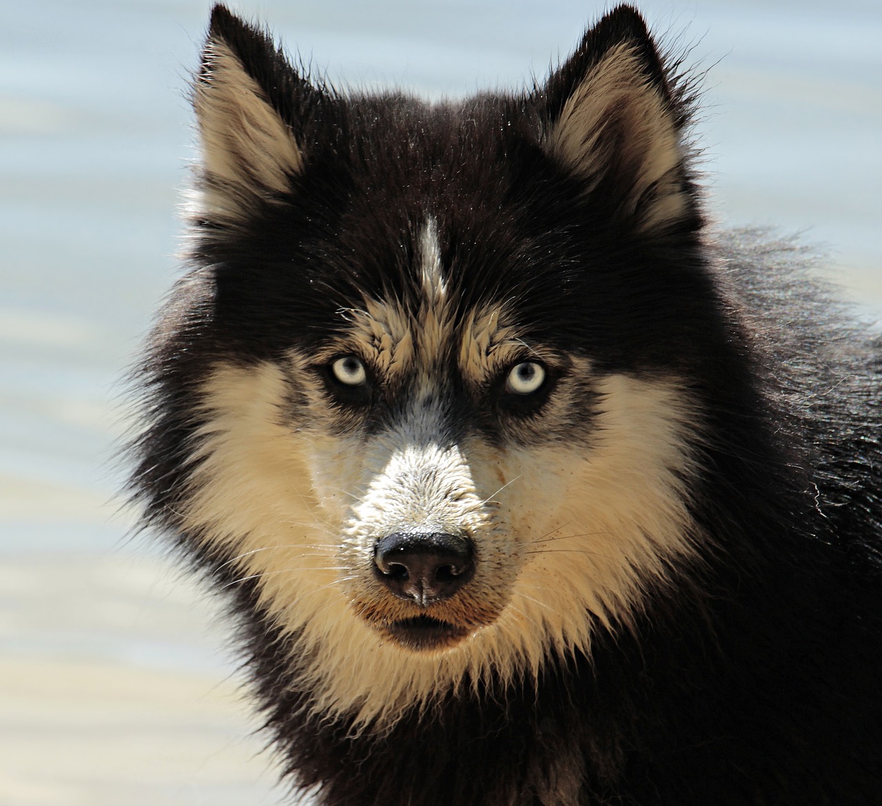 A black and white husky dog.