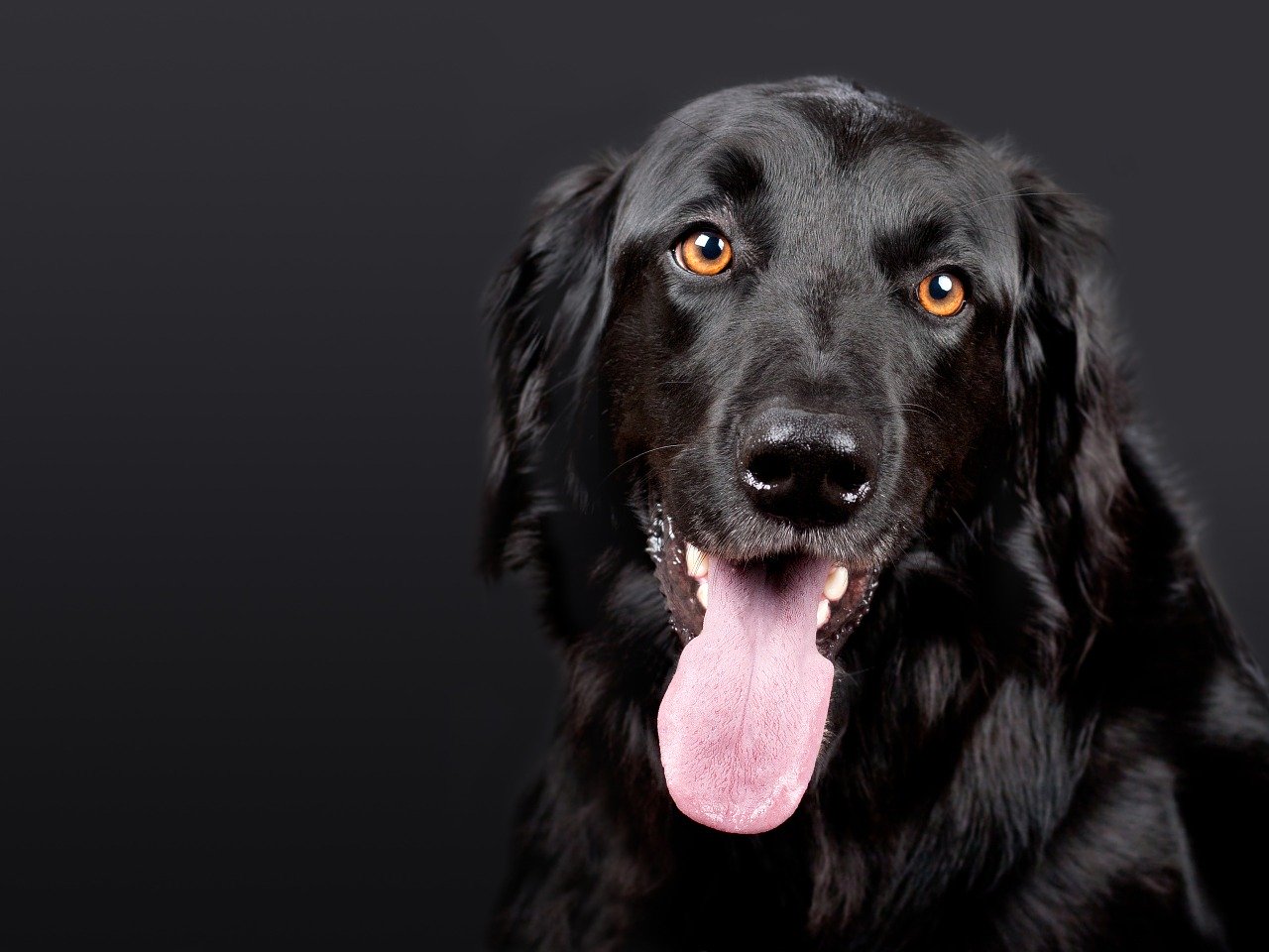 A black dog with its tongue out on a black background.