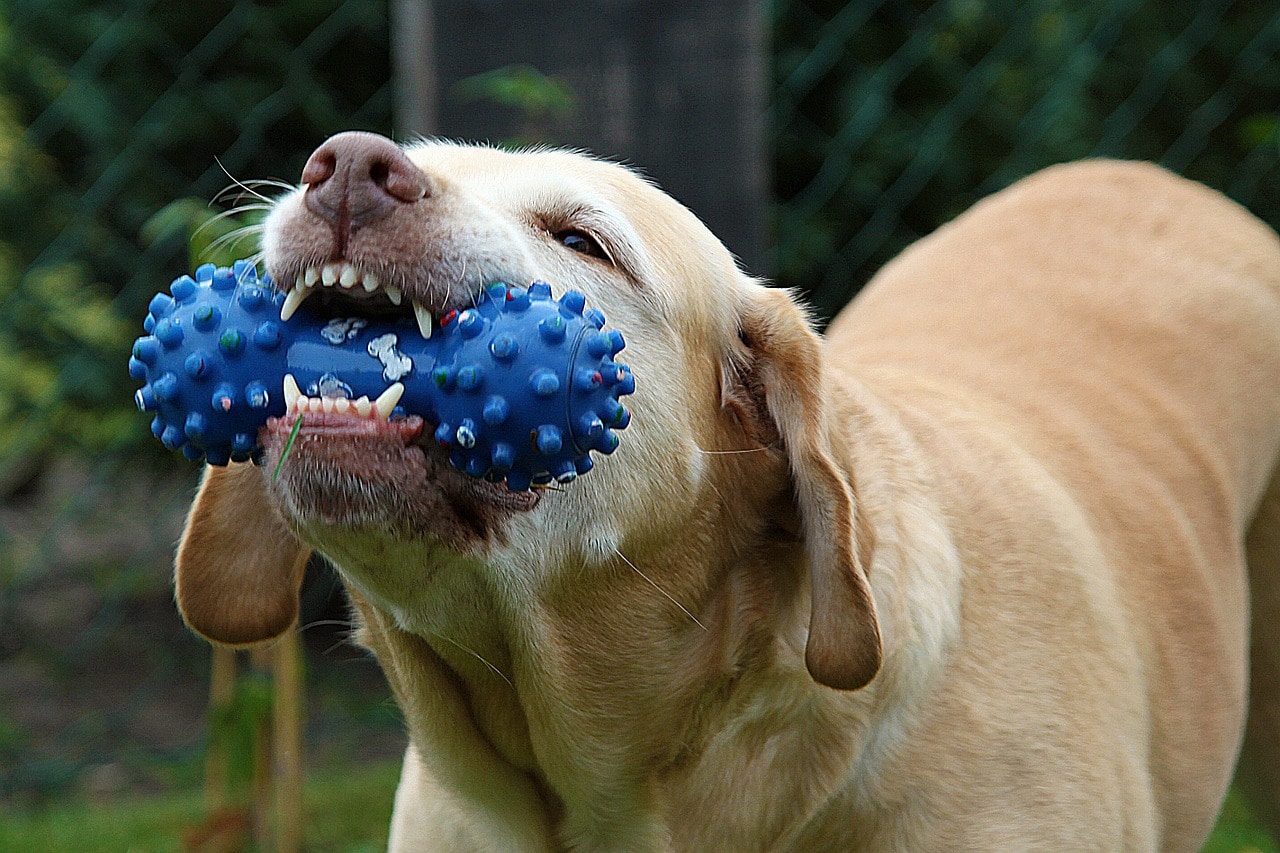 A dog with a blue toy in its mouth.