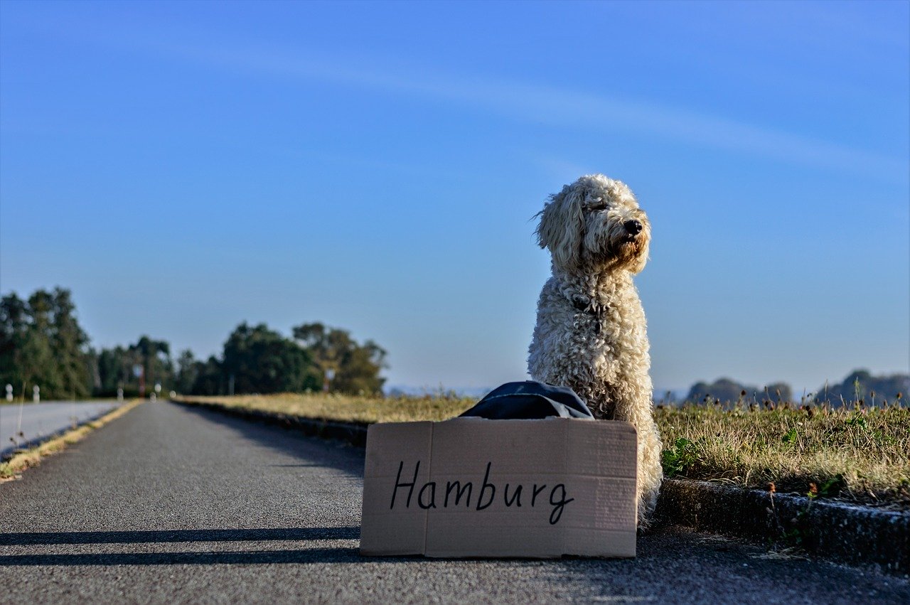 A dog sits on the side of the road with a sign that says hamburg.