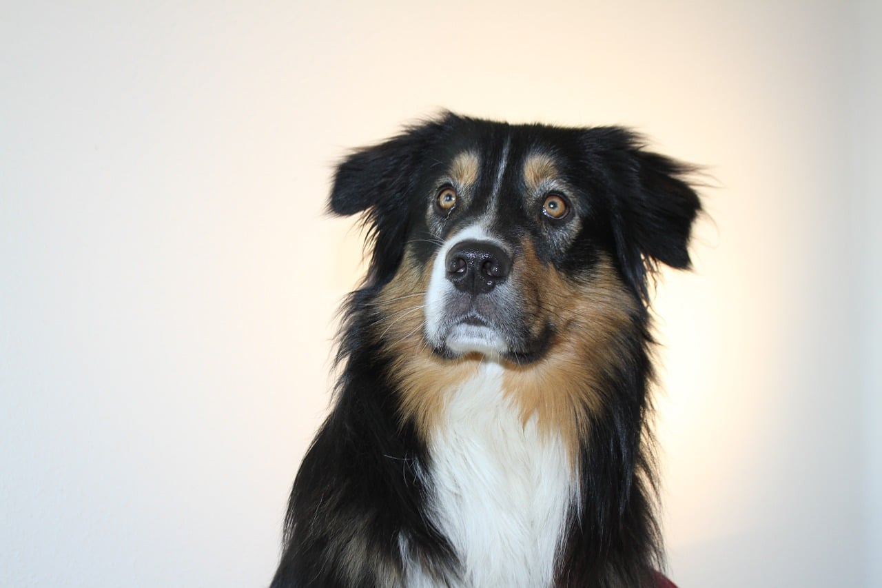 A black and white dog sitting on a chair.