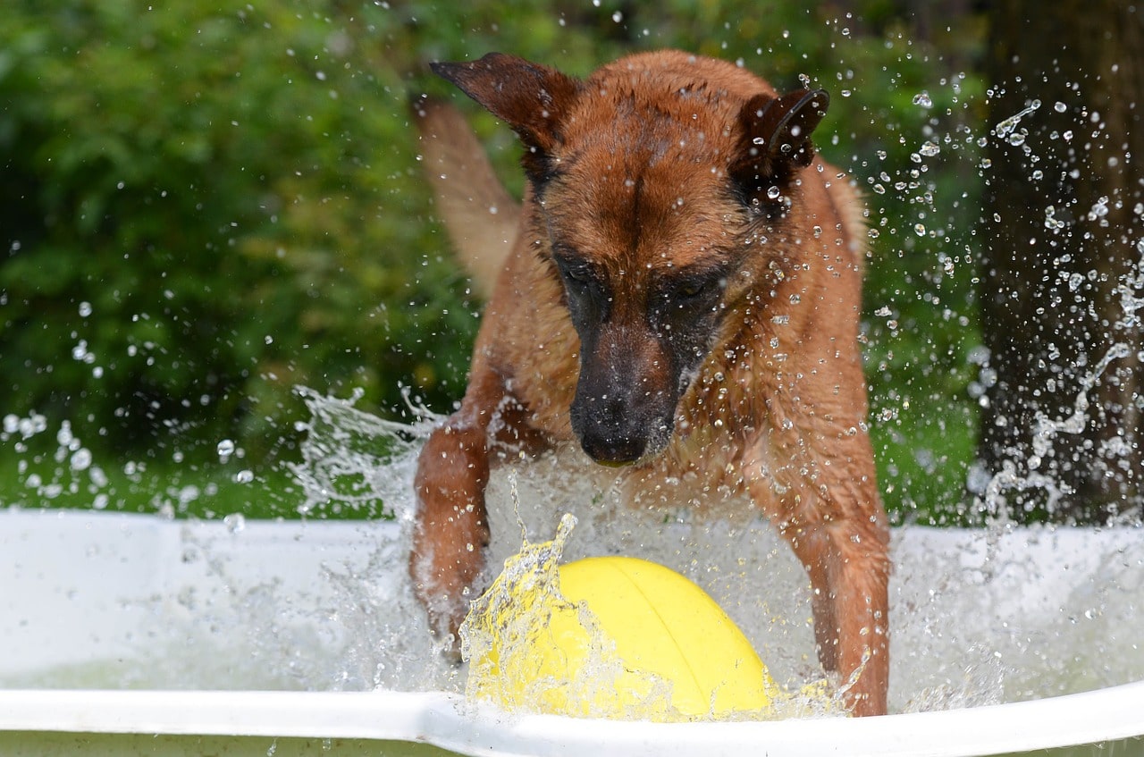 dog pool, dog swimming pool, malinois