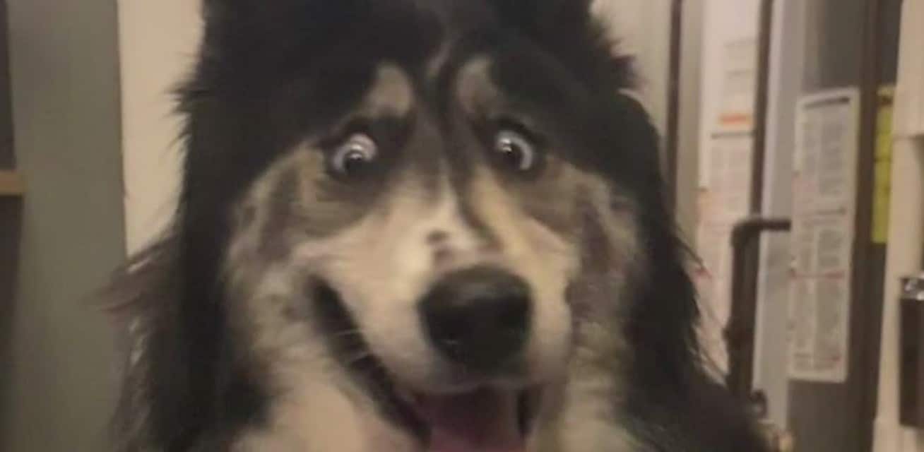 Husky With Goofy Eyes Gets Adopted, Thanks To Social Media - Doggy Times