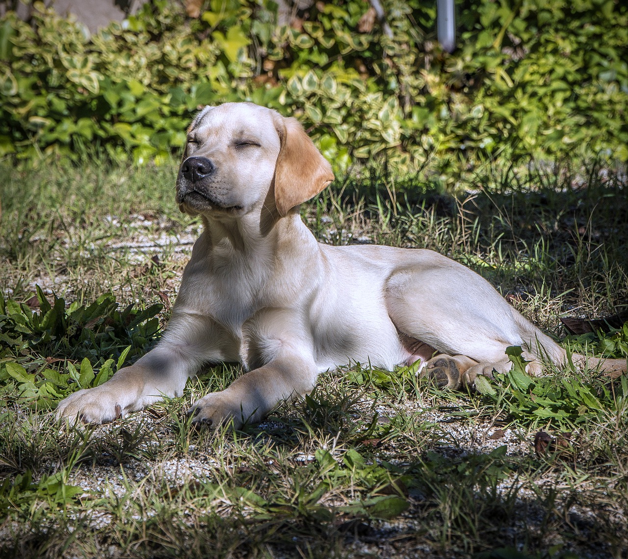 A yellow labrador retriever laying in the grass.