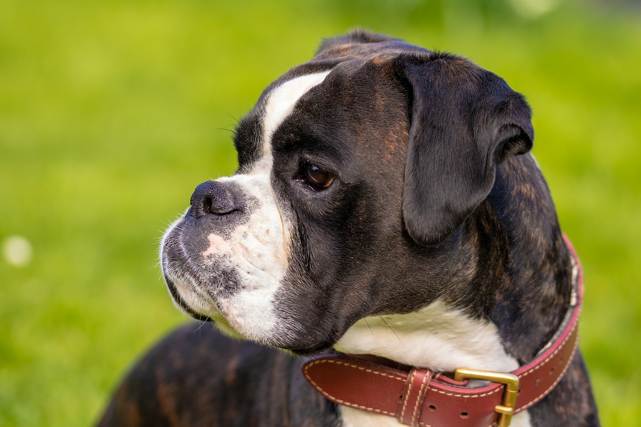 A black and white boxer dog sitting in the grass.