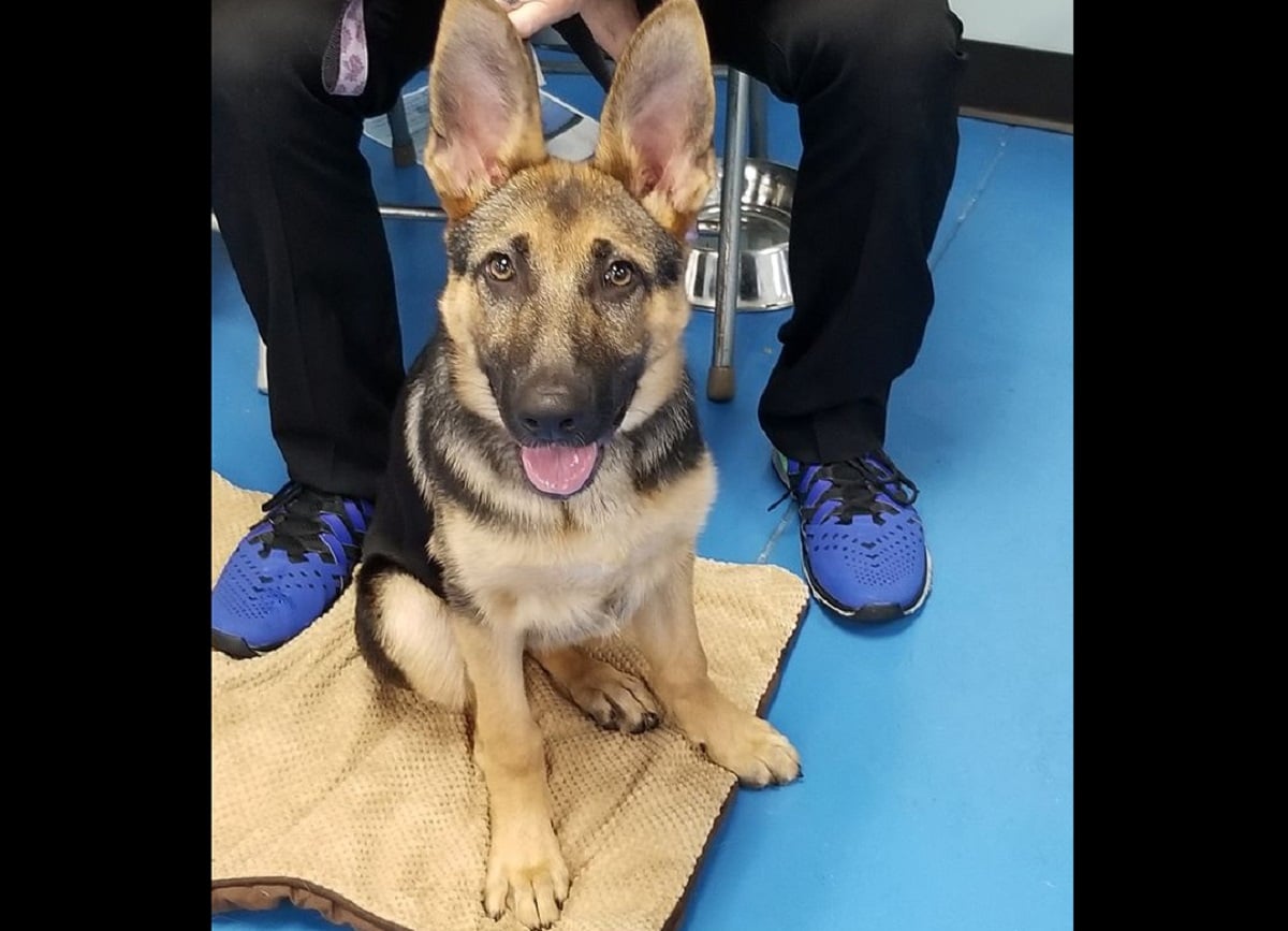 A german shepherd puppy sitting on a blanket.