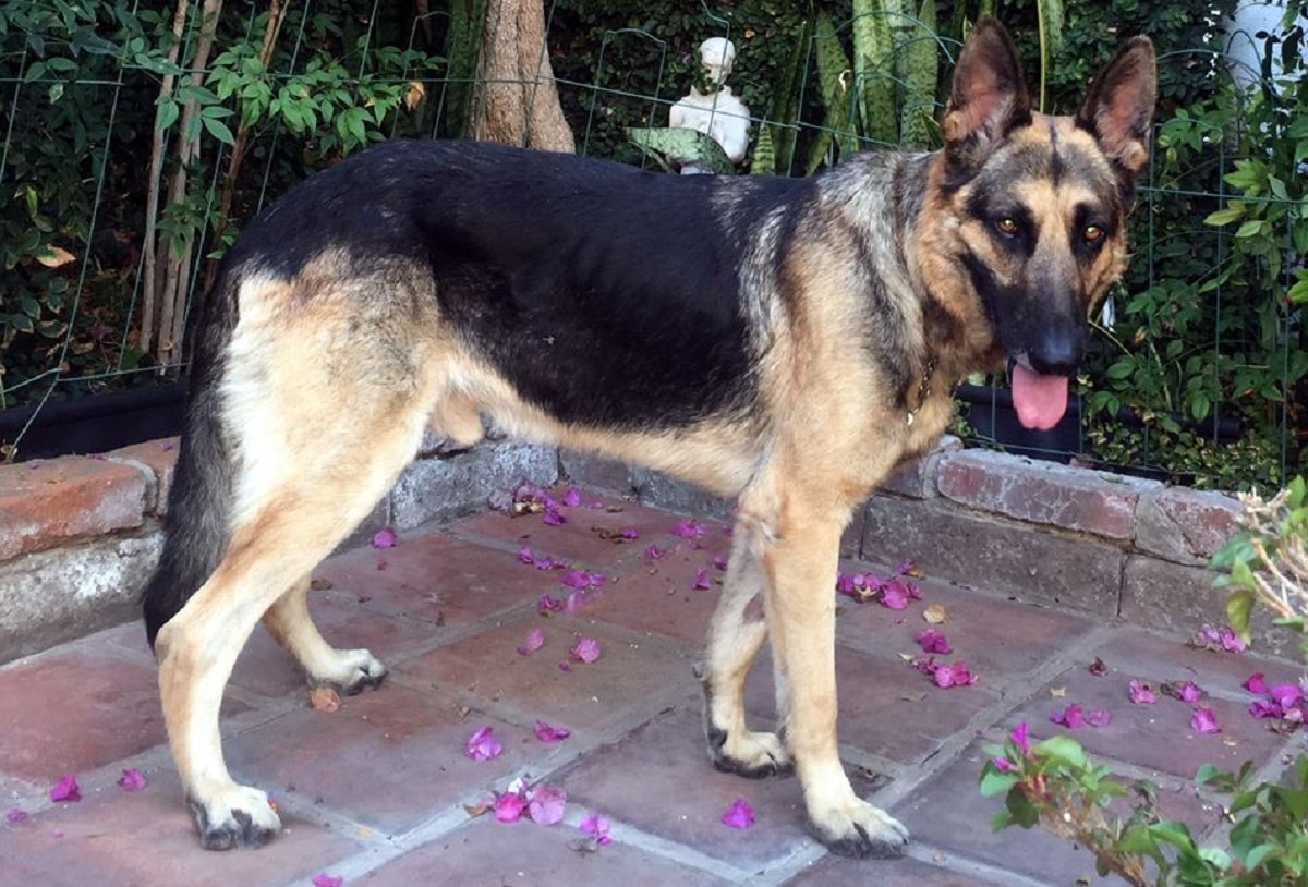 A black and tan german shepherd standing on a tiled patio.