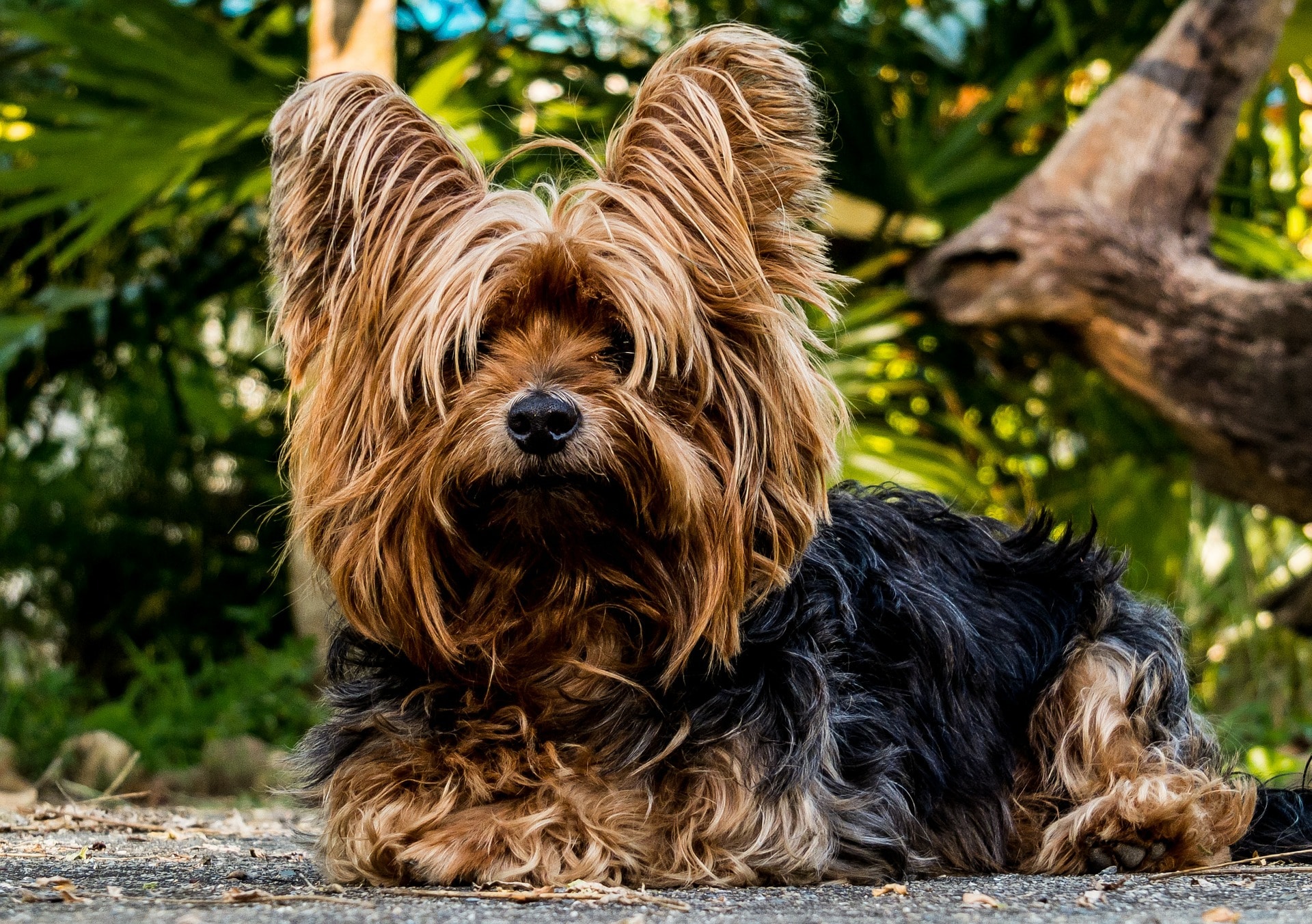 A yorkshire terrier dog laying on the ground.