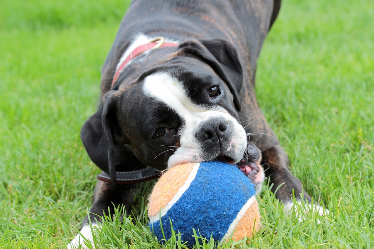 dog, boxer, black and white