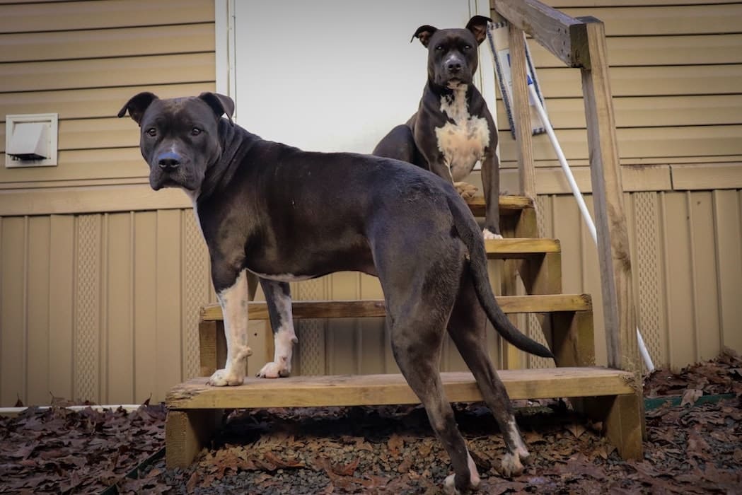 Two dogs standing on the steps of a house.