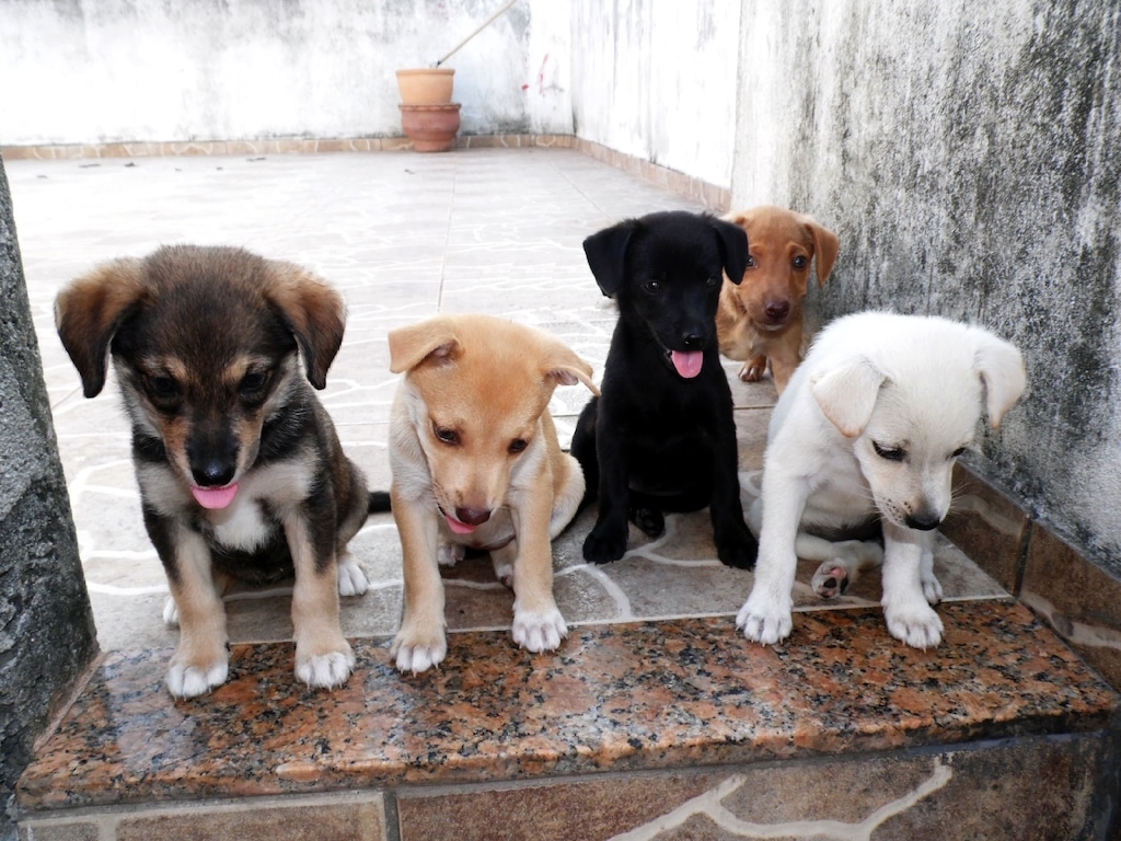 A group of puppies sitting on steps in front of a building.