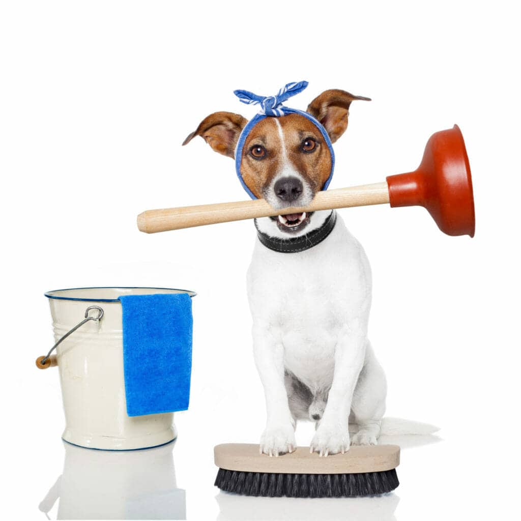 A dog with a mop and bucket on a white background.