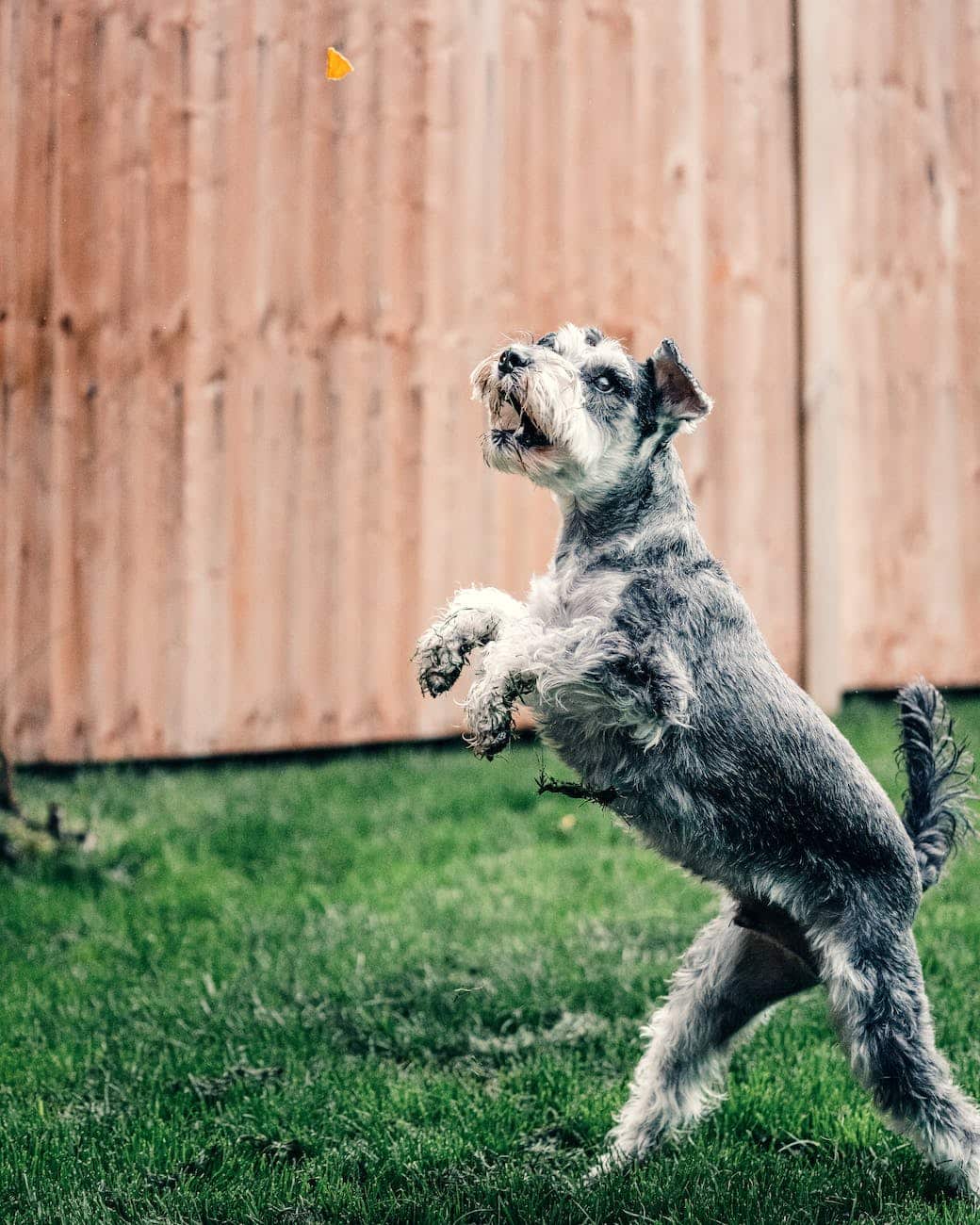 Schnauzer dog catching a frisbee.