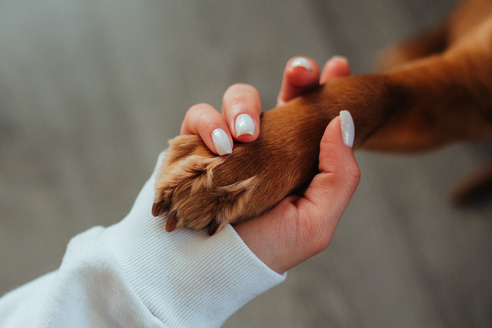 A woman's hand holding a dog's paw.