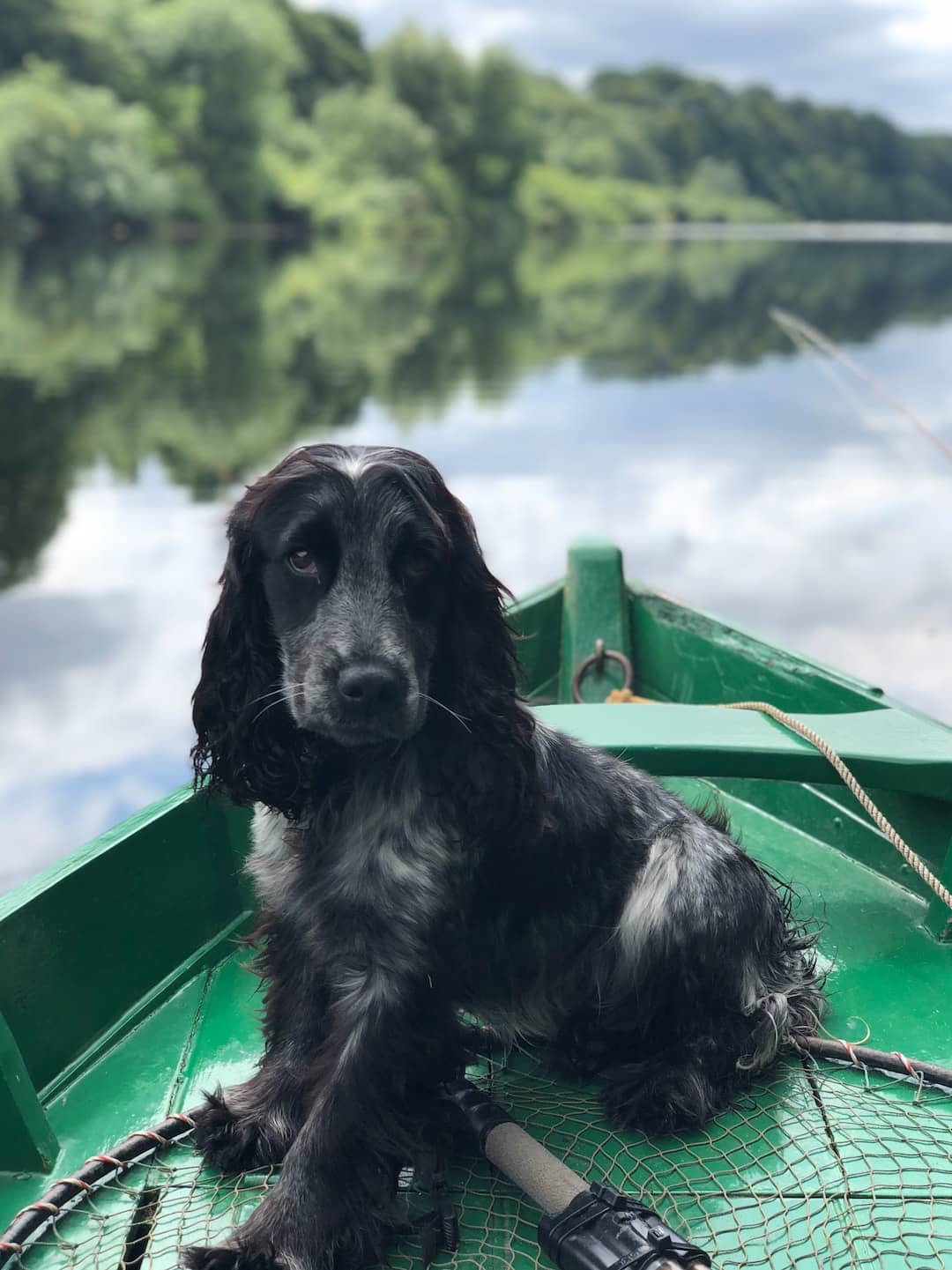 A black and white dog sitting in a boat on a lake.