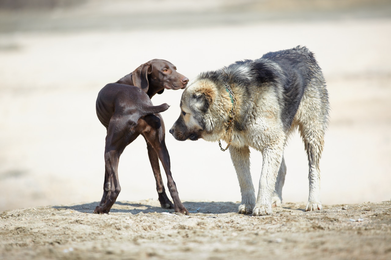 A dog and a wolf standing on a dirt field.