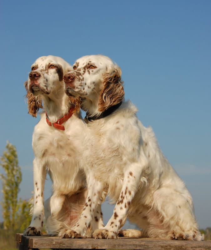 Two dogs sitting on a wooden bench.